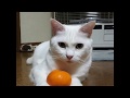 白猫てんちゃんの みかん乗せ