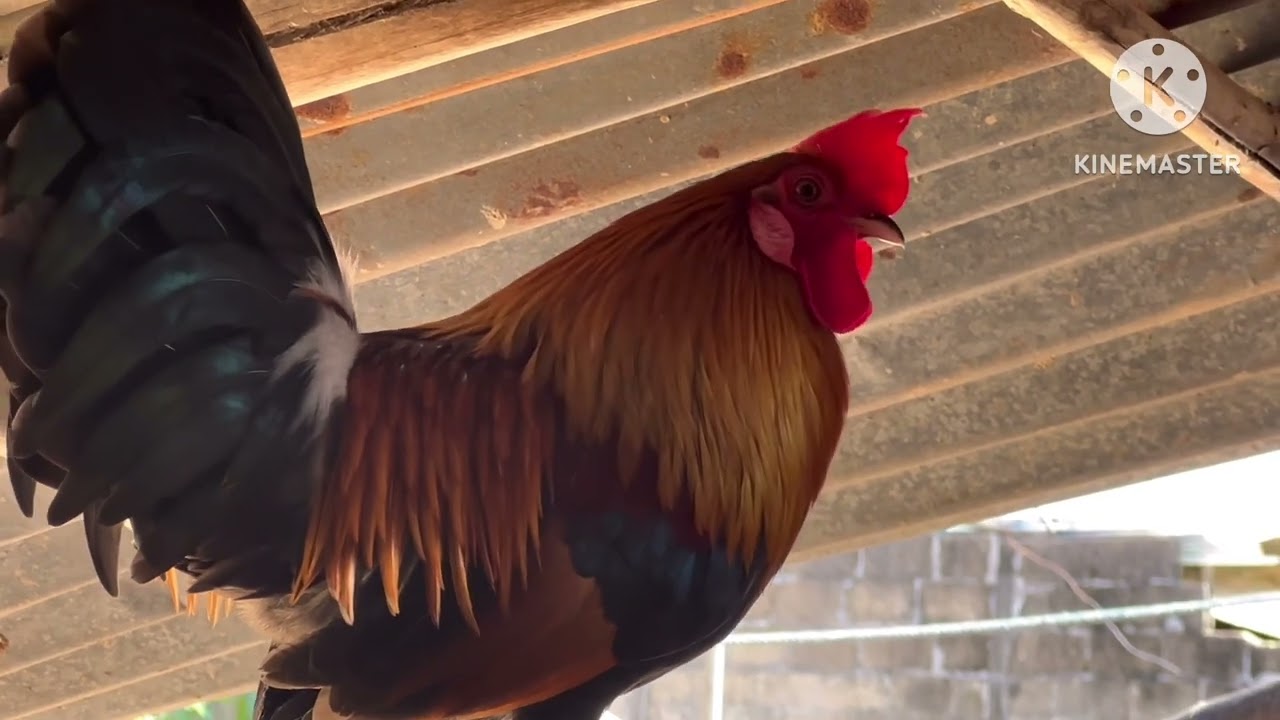 Noob qaib cuab tuaj zoo heev 18/12/25 ຫ້າເກົ້າ 13 ສາມນື່ 95