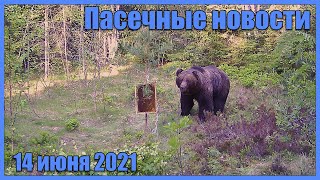 Медведь на пасеке. Видео с фотоловушки #5