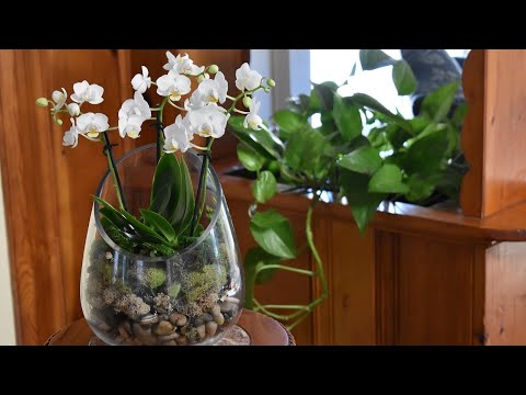 Video: How To Plant An Orchid In A Glass Florarium