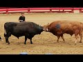 청도소싸움경기장 4경기 (홍)흑장미투 vs (청)완돌이 25.7.13(일)