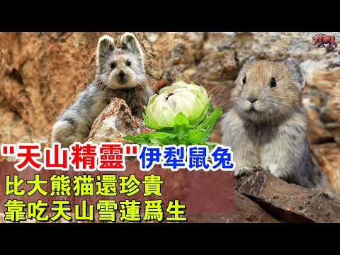 “天山精靈”伊犁鼠兔：中國獨有比大熊貓還珍貴的動物，靠吃天山雪蓮為生，連屎都是藥材，曾消失20多年，如今又出現，以瀕臨滅絕！#牛哥说高能动物