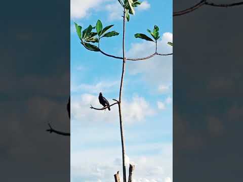 Video: Apakah kerang baik untuk burung beo?