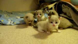 Anabelle & Deli's Kittens Playing at 3 weeks old by 4atopcat 9,615 views 14 years ago 21 seconds