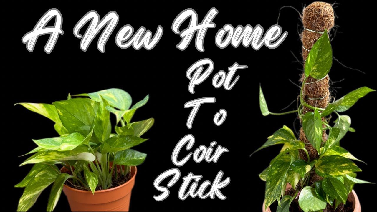 Growing Stick A New Home for my Money Plant | Make Coir Stick for Money Plant | Money ...