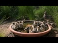 Gambel's Quail Chicks about 2 days old