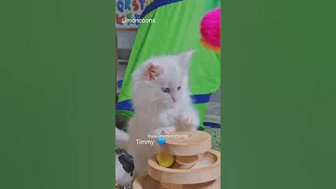 Video 4995171: white maine coon kitten, maine coon odd eye, polydactyl maine coon