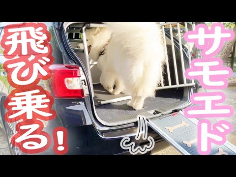 お出掛けでテンションが上がるサモエド