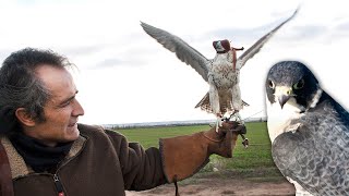 Falconry with falcons, golden eagles and goshawks. This is how they are raised and trained to hunt