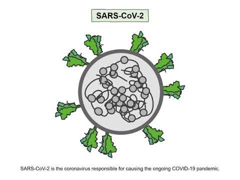 Neuropilin-1 drives SARS-CoV-2 infectivity