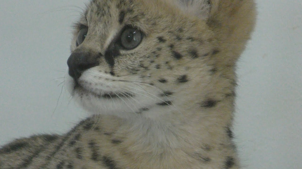 サーバルキャットの赤ちゃん ティア 愛媛県立とべ動物園 18年3月25日 Zfc Jp