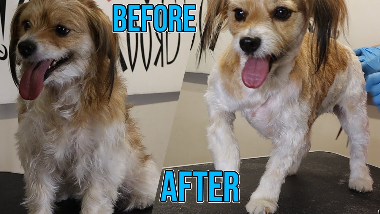 Best Oh So Cute Dog Grooming of all time Don t miss out 