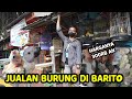 COBA JUALAN DAN LOLOH PULUHAN BURUNG DI PASAR BARITO | AMPUUUN TERNYATA SUSAH GUYS