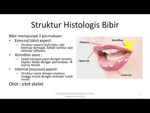 Video: Memahami Anatomi: Bibir