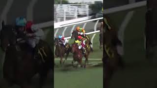 6 | 3 | KING PROFIT | E C W Wong #Wong #Horse #Racing #Sport #Results #賽馬結果 #马會 #油管 #赛马结果