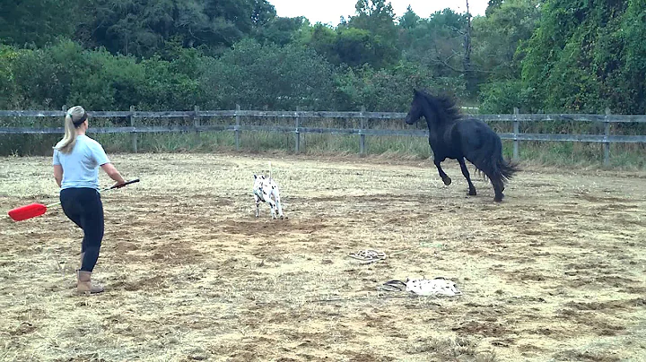 Otto P Showing off in the Arena, 2 1/2 year old Fr...