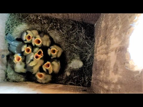Video: Kde hnízdí sýkorka černohlavá?