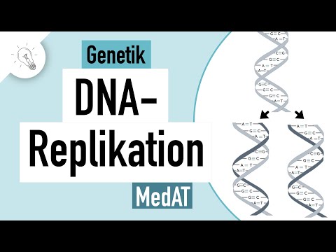 Video: Wie ist die DNA/RNA-Synthese richtungsorientiert?