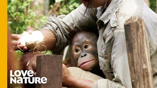 Baby Orangutan Learns to Crack Coconut | Love Nature