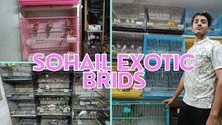 Sohail exotic bird's (mapple exotic)