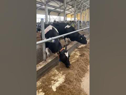 Родильный бокс 🐄 Производство компании ООО «АгроТек». - YouTube