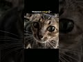 sigma cat 💀 #cat #funny #funnyanimals #viral #viralvideo #animals #sigma