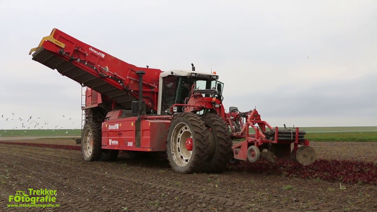 Biologische rode bieten rooien door loonbedrijf Westra