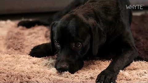 Bruno got some chill! | Smart Home mobile access from anywhere | WHYTE Automation India