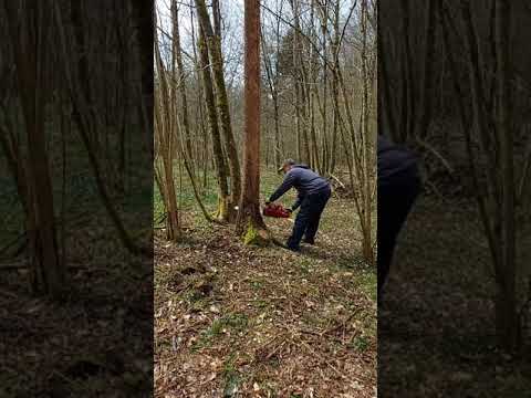 Vidéo: Abattage Professionnel D'arbres Difficiles Et Dangereux