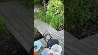 рыбалка, fishing, карась, ловля сазана, у игоря, рыба, рыбалка на сазана, фидер, летняя