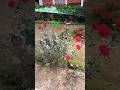 amazing rose garden #nature #song #ytshorts #youtubeshorts