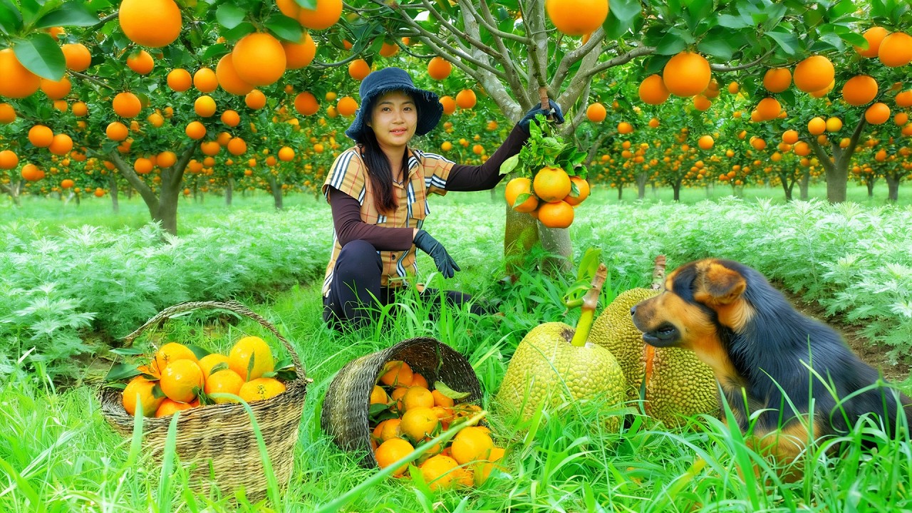 Harvest Oranges And Mugwort To Sell At The Market – Cook & Plant Vegetables After The Seedlings Grow