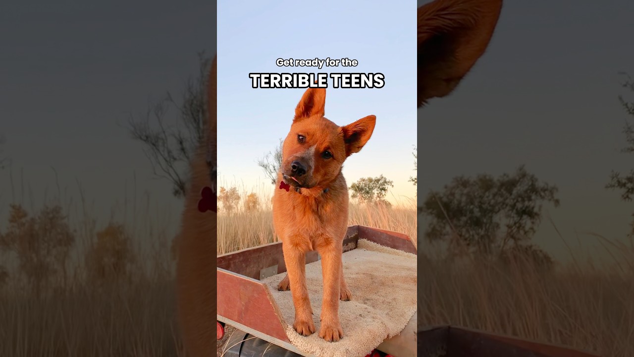 Adolescent heelers are their own species 😈 