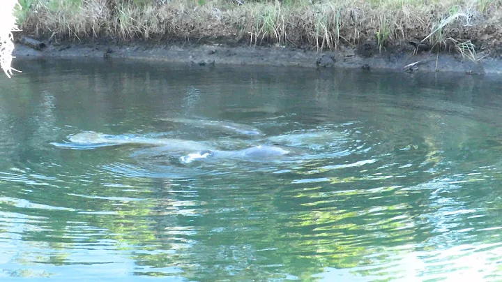 Manatees at Laura Pederson Park MVI 9785
