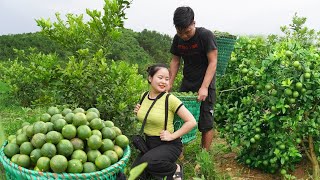 Harvesting Lemons Fruit Goes to market sell, buy ducklings to raise, Thanh Hiền happy family