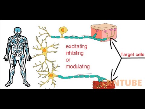 Neurotransmitters: Classification, Types and Functions