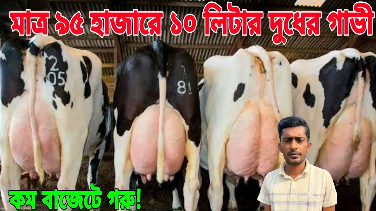 মাত্র ৯৫ হাজারে ১০ লিটার ও ১৩৫ হাজারে ১৬ লিটার সাথে ১৫৫ হাজারে ৪ মাস প্রেগন্যান্ট সহ ১৩ লিটার দুধ।