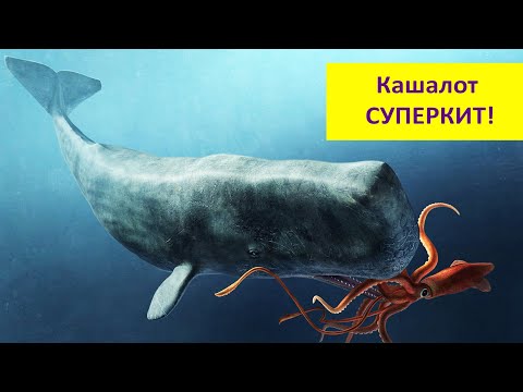 КАШАЛОТЫ - самые удивительные киты! Наталья Носова