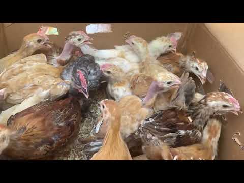 وزنت الفراخ البلدي المشعر عمر شهر وبعت بالكيلوا تعالوا نشوف المشروع ده يكسب ولا لا