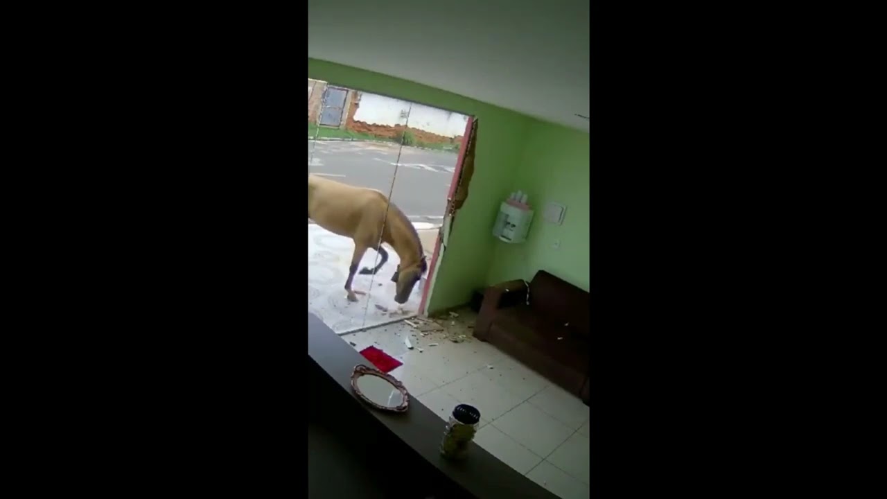 Horse Attacks Glass Window