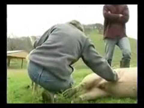 The Emotional World of Farm Animals The Pig Who Sang to the Moon