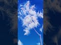 Puuuuh..🏵..Pusteblume