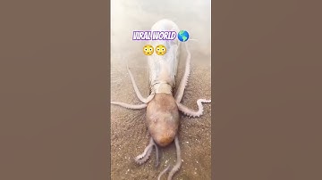 Thumbnail of What is Doing This Octopus 🐙| #phonk #beats #dnb #remix #music #kashi #world  #song #bollywood