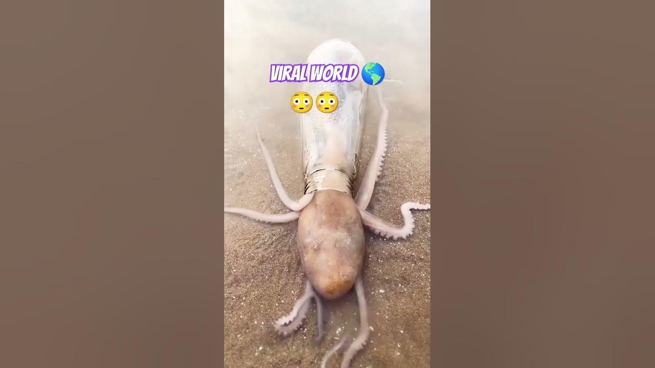 What is Doing This Octopus π| #phonk #beats #dnb #remix #music #kashi #world #song #bollywood What is Doing This Octopus π| #phonk #beats #dnb #remix #music #kashi #world #song #bollywood