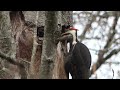 Burnaby lake Pileated woodpecker