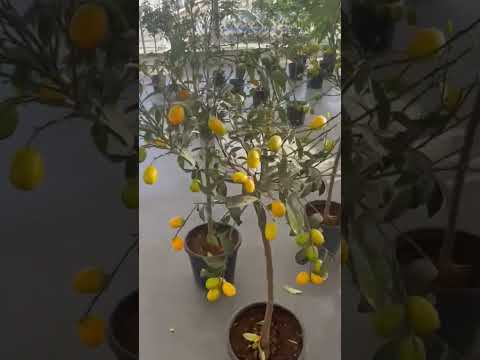  شجرة كمكوات