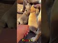 かわいい子犬の日常 #koreaPuppies #japanDogs