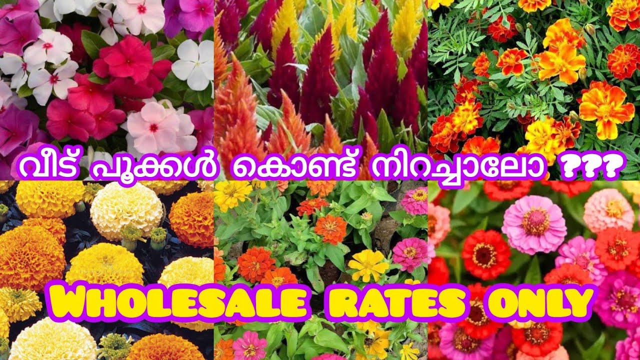 Flower plants in wholesale prices 