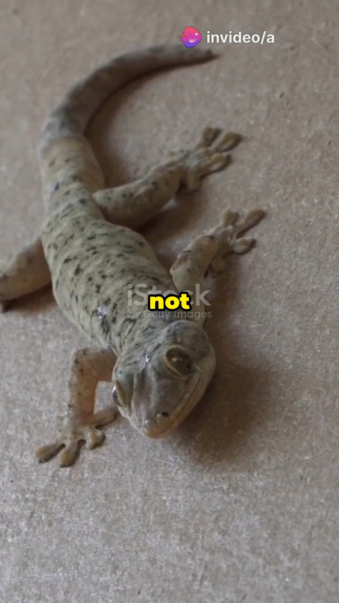 Are House Lizards Poisonous facts lizard houselizard YouTube Are House Lizards Poisonous facts lizard houselizard YouTube