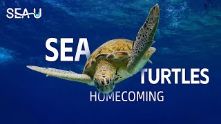 Sea Turtles: Homecoming